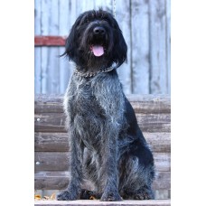 Молодая племенная сука породы дратхаар Виктория